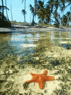 Starfish GIF - Starfish - Discover & Share GIFs