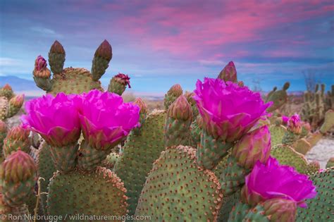 Beavertail Cactus in bloom | Anza Borrego Desert State Park, California. | Photos by Ron Niebrugge