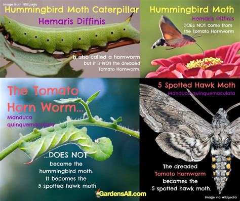 Hummingbird Moth Life Cycle