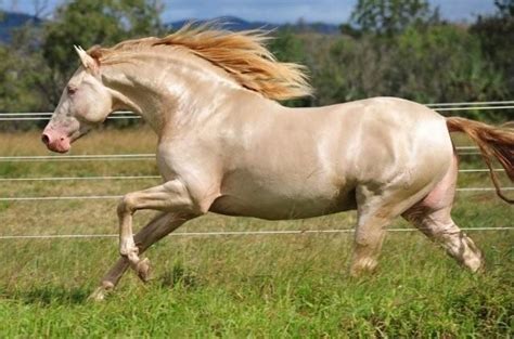 Magnificent Perlino Andalusian stallion--Picaro PM #horses | Andalusian ...