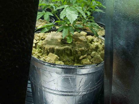 Pots for Pot: Containers Guide for Planting Marijuana