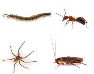 crawling insects - Rapid Pest Solutions