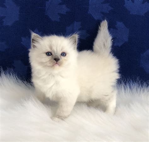 Maine Coon Kittens For Sale In Grand Rapids Michigan