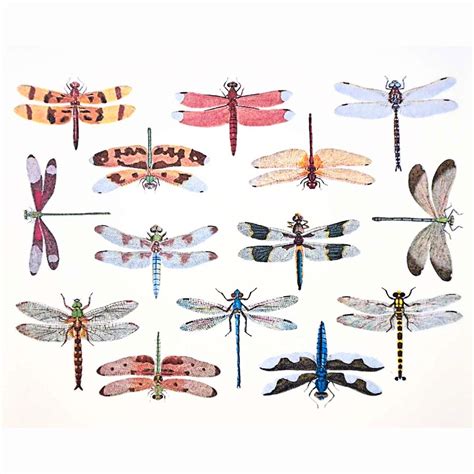 Dragonfly Color Enamel Decals | Delphi Glass