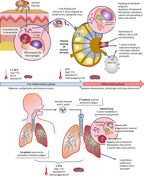 Innate immunity subversion by Yersinia pestis. Schematic representation... | Download Scientific ...