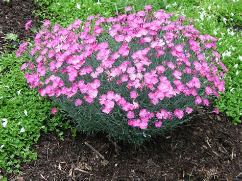 Dianthus Firewitch | Garden Housecalls