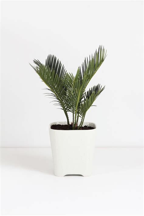 Your Handy Guide to Palm Plant Care: Palm Plants – R Marbles