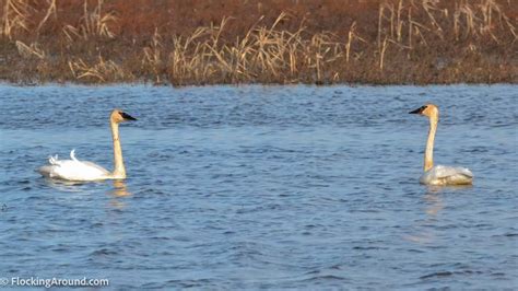 Birding in Loess Bluffs National Wildlife Refuge