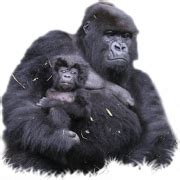 Gorilla PNG Transparent Images | PNG All