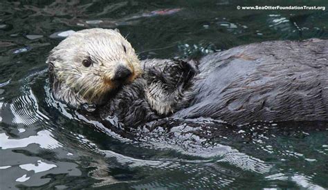 Sea Otter Adaptations: How These Marine Mammals Thrive in Their ...