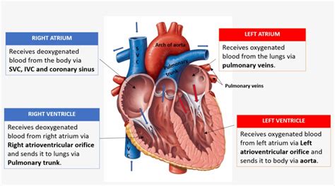 Heart Anatomy And Physiology Pdf