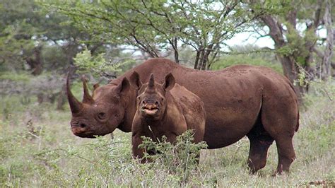 NRA Hunters' Leadership Forum | Two Suspected Rhino Poachers Killed in Botswana