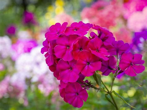 The Fascinating World of Phlox Meanings and Legends - Petal Republic