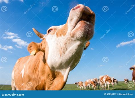 Cow mooing stock photo. Image of agriculture, landscape - 55853912