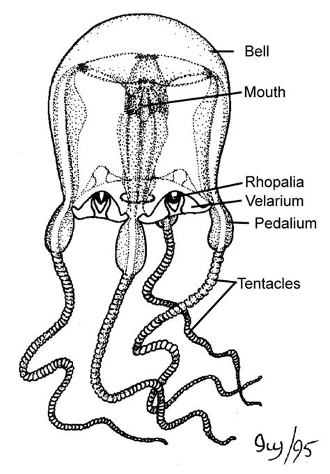 The Box JellyFish: The Box JellyFish