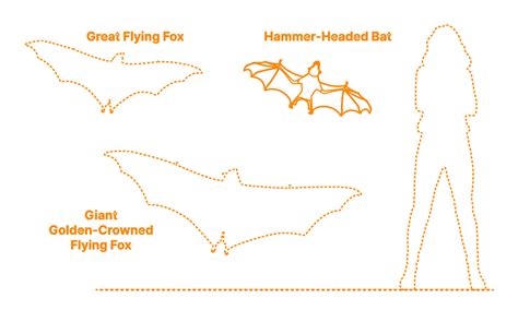 Hammer-Headed Bat (Hypsignathus monstrosus) Dimensions & Drawings ...