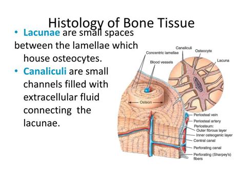 PPT - Bone Structure PowerPoint Presentation - ID:2064486