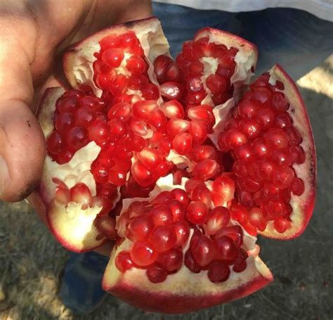 Pomegranate - Parfianka, Punica granatum | Pomegranate, Edible seeds, Fruit