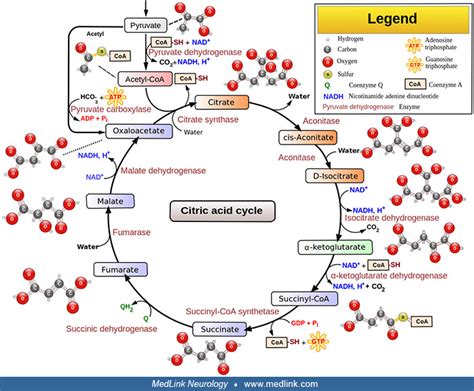 Alpha-ketoglutarate dehydrogenase deficiency | MedLink Neurology