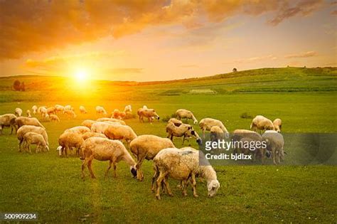 5,982 Green Pastures With Sheep Stock Photos, High-Res Pictures, and Images - Getty Images