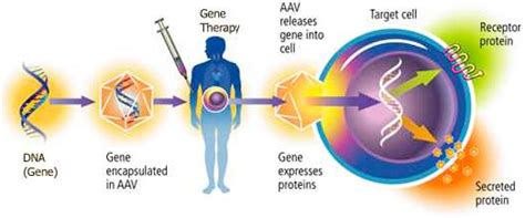 CISN - How Does Gene Therapy Work?