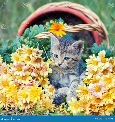 Kitten in flowers stock photo. Image of adorable, harvest - 57213742