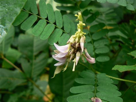 Abrus precatorius | Fabaceae (pea, or legume family) » Abrus… | Flickr