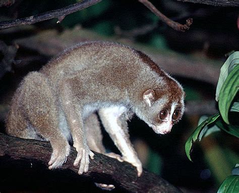 Sunda Slow Loris (Selected Mammals Of Borneo) · iNaturalist.org