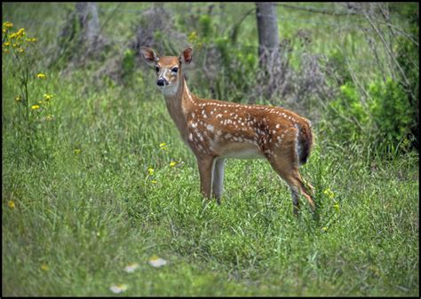 Everglades Wildlife | Raymond Gehman Photography