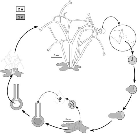 Early evolution of life cycles in embryophytes: A focus on the fossil evidence of gametophyte ...