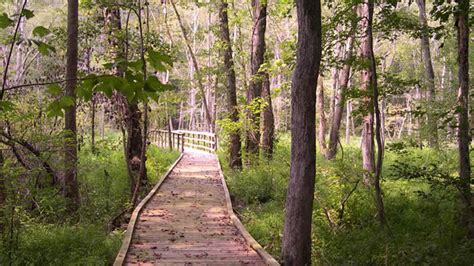 Francis Marion National Forest closes campgrounds, some day-use ...