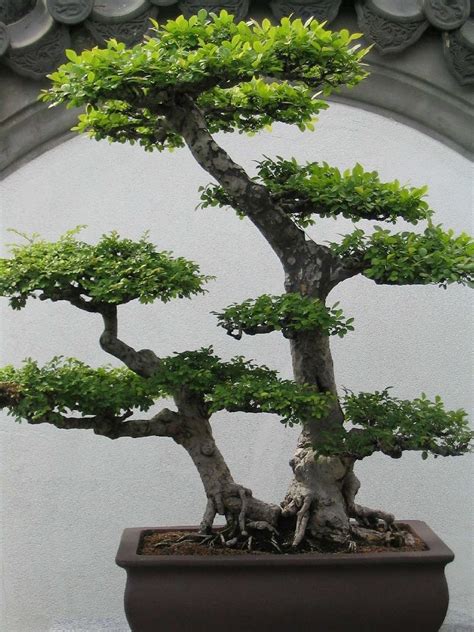 Biar Tetap Sehat, Begini 7 Cara Merawat Tanaman Bonsai yang Tepat ...