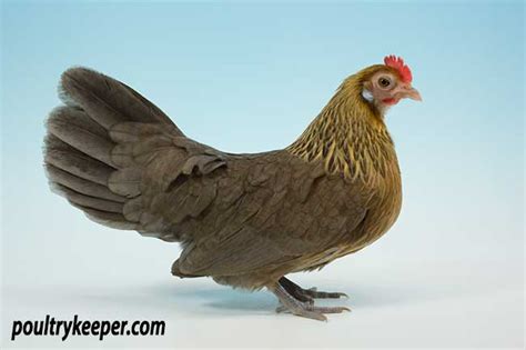 Dutch Bantam Chicken : Dutch bantams are true bantams (they do not have ...