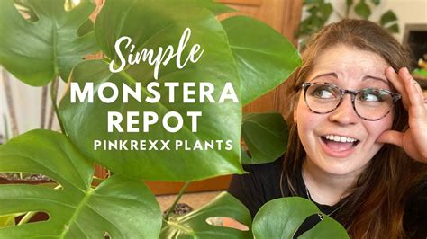 AROID REPOT TUTORIAL: Learn how to repot Monstera deliciosa - plant repot diy - Monstera potting ...