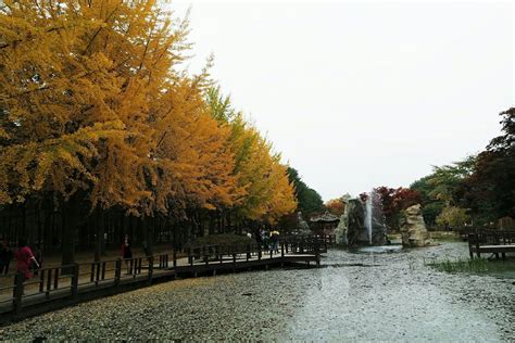 Autumn in Nami Island | Travel south, Nami island, South korea