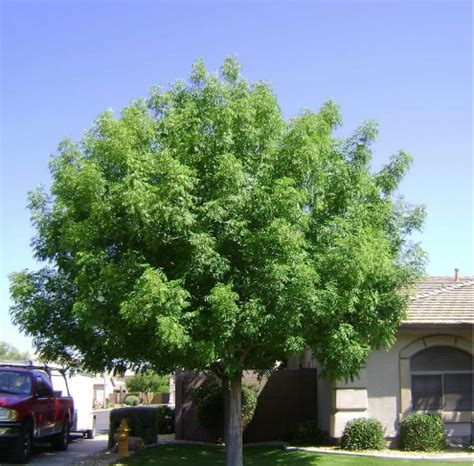 7 Desert Trees to Consider When Designing Your Arizona Landscape ...