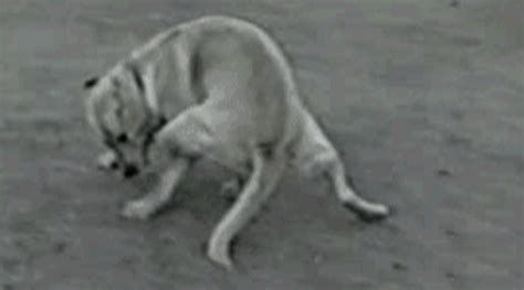 Dog Running GIF by Jacob Graff - Find & Share on GIPHY