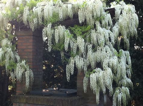 white wisteria | Wisteria, Wisteria tree, White wisteria