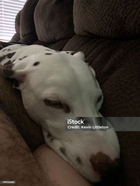 Dalmatian Sleeping On Owner Stock Photo - Download Image Now - Animal ...