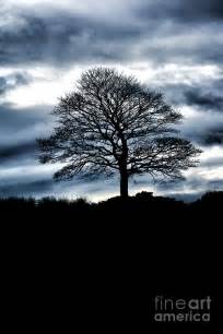 Lone Tree Silhouette Blue Photograph by Neil Ravenscroft - Pixels