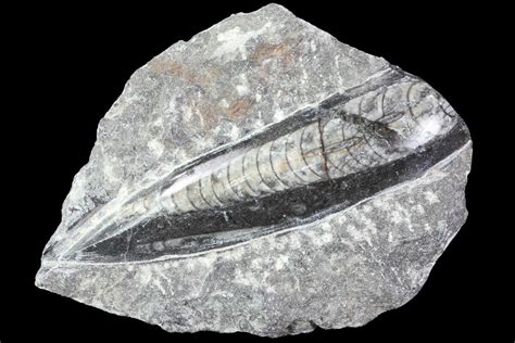 Polished Orthoceras (Cephalopod) Fossil - Morocco For Sale (#84047) - FossilEra.com