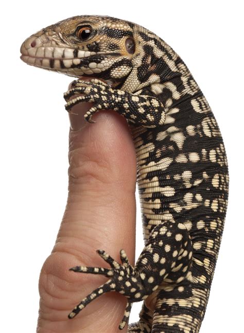 Argentine Red Tegu Size - These highly intellectual lizards can even be ...