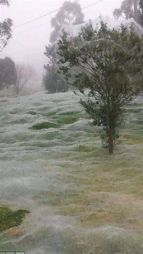 It's not snow, it's just the spider season in Australia 😱 | Spiders in australia, Australian ...