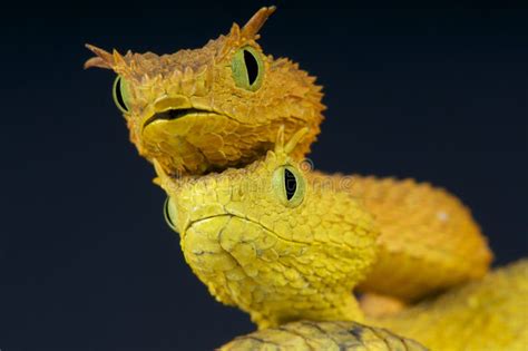 Eyelash Bush Snakes / Atheris Ceratophora Stock Photo - Image: 41141670