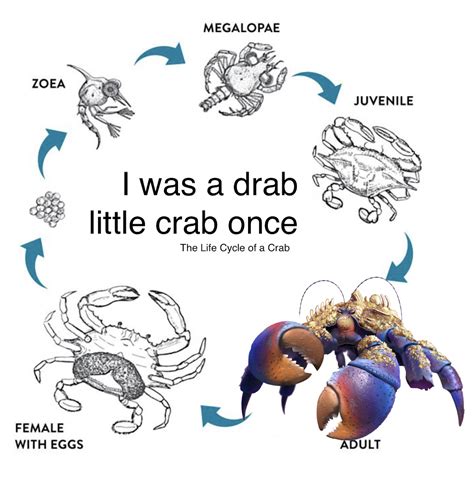 life cycle of a crab: tamatoa | Life cycles, Crab, Cycling