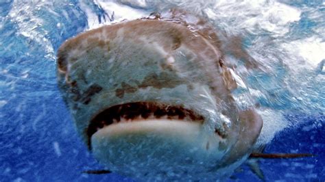 Bundaberg shark attack: Man bitten at Yandaran Beach while body surfing | Daily Telegraph