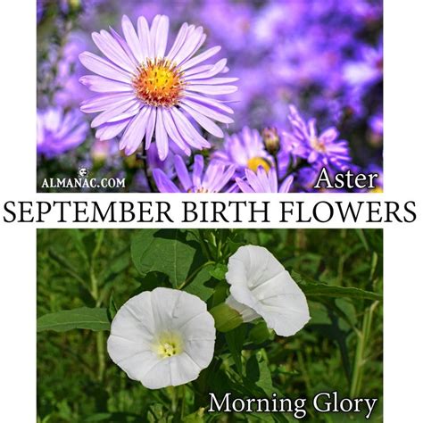 September Birth Flowers | Birth flowers, Birth flower tattoos ...