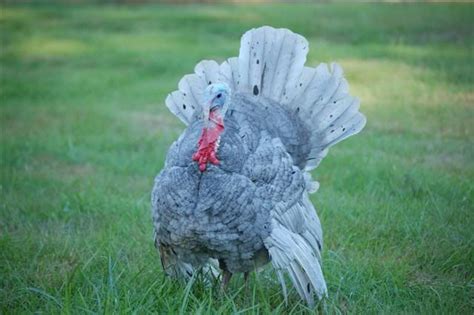 Blue Slate Turkeys - BHM Forum | Poultry breeds, Turkey breeds ...