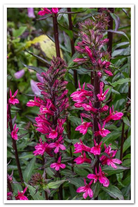 Lobelia Starship Deep Rose, Cardinal Flower - Shop Sugar Creek Gardens