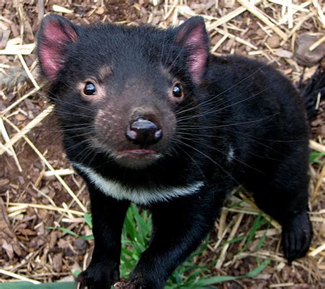 Baby Tasmanian devil Photograph by Alexey Dubrovin - Pixels